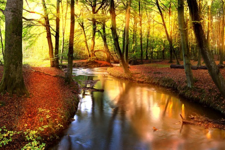 afternoon-sun-in-the-forest-1980664-1-770×515